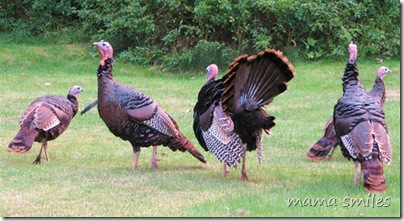 wild turkeys