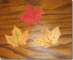 autumn leaves