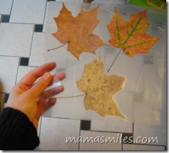 autumn leaves