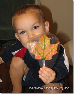 autumn leaves