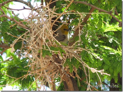 in the nest