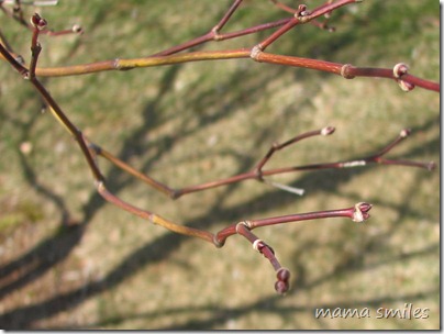 spring buds on our japanese maple