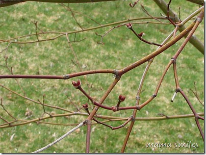 Japanese Maple 01 April 2010