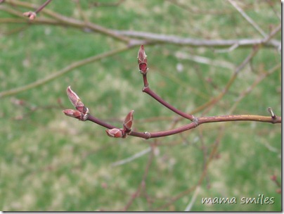 Japanese Maple 05 April 2010