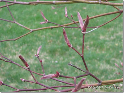 Japanese Maple 08 April 2010