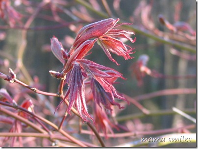 Japanese Maple 13 April 2010
