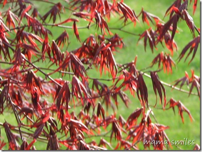Japanese Maple 20 April 2010