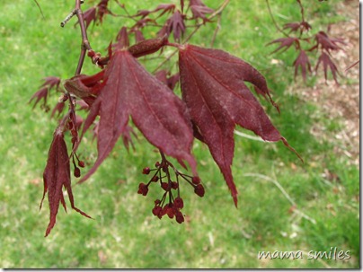 Japanese Maple 21 April 2010