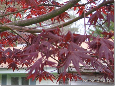Japanese Maple 22 April 2010