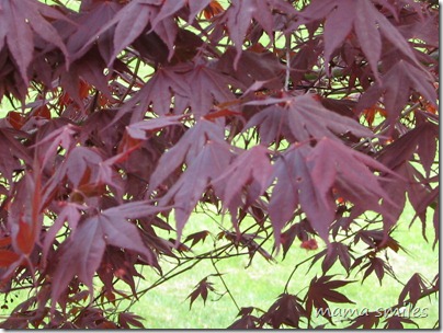Japanese Maple 25 April 2010