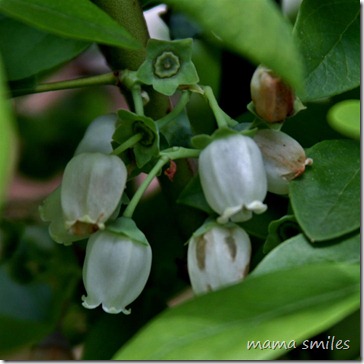blueberry blossoms