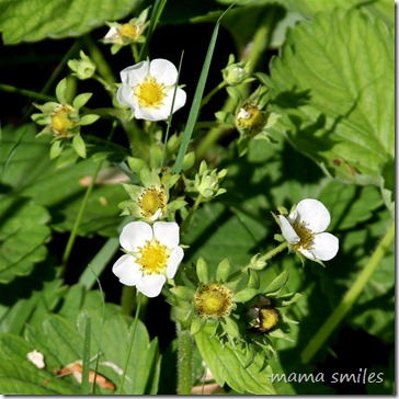 strawberry blossoms