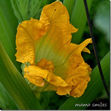 blossom - squash, I think? 