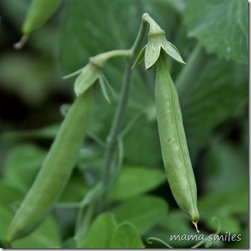 sweet peas