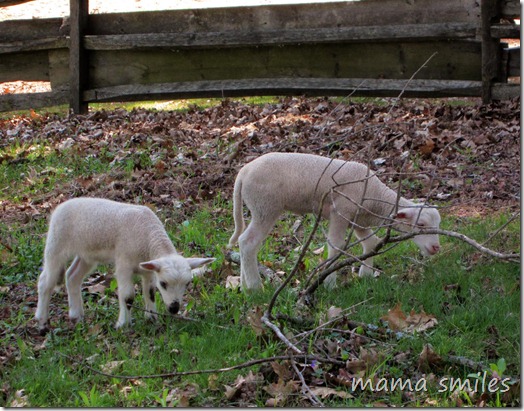 lambs at Old Sturbridge Village