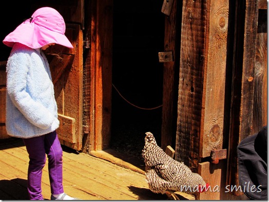 Befriending a hen (or trying to!) at Old Sturbridge Village
