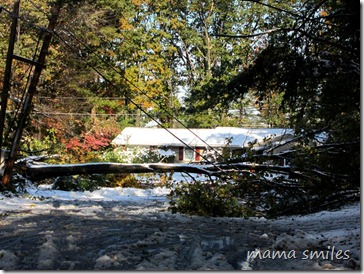 A tree blocking our path after Snowtober