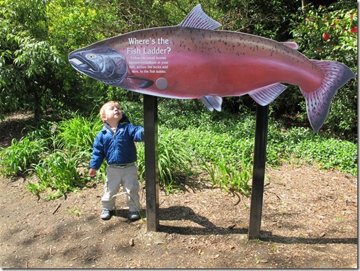 1 life cycle of a salmon