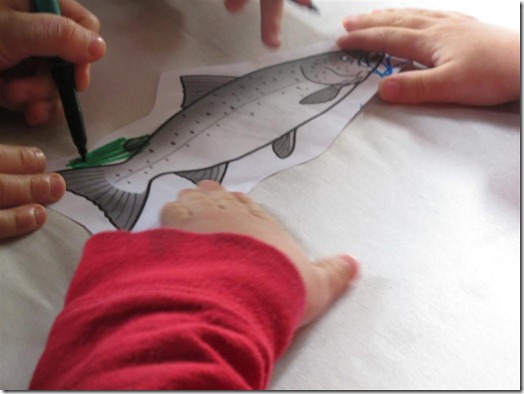 8 Life Cycle of a Salmon