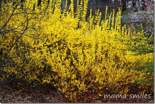 spring flowers