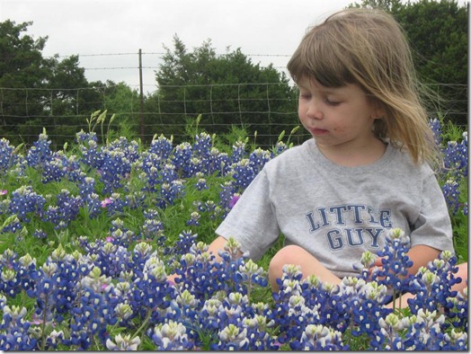 Texas bluebonnets Texas bluebonnets