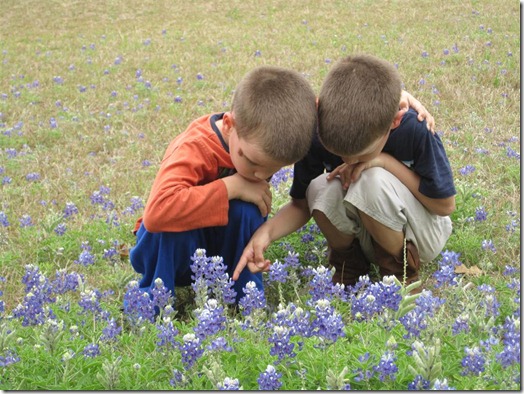 Texas bluebonnets Texas bluebonnets