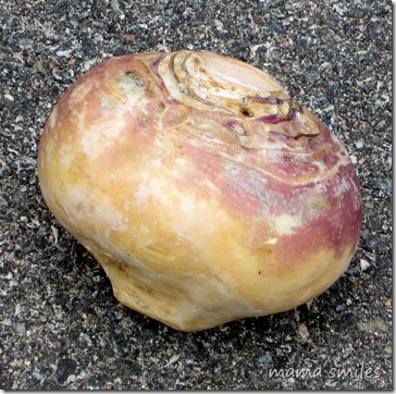 A large but not quite gigantic turnip