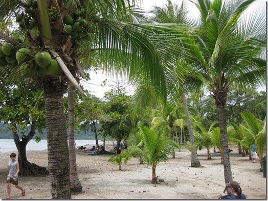 Costa Rica palm trees