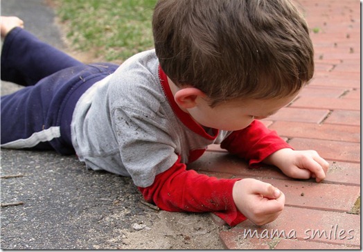 In search of ants