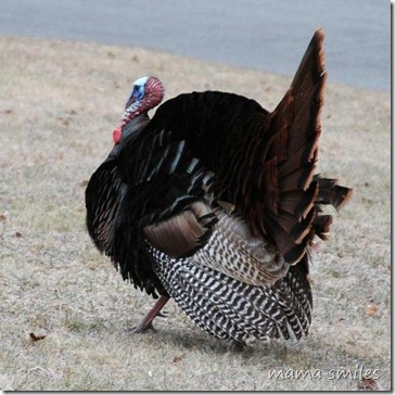 wild turkey
