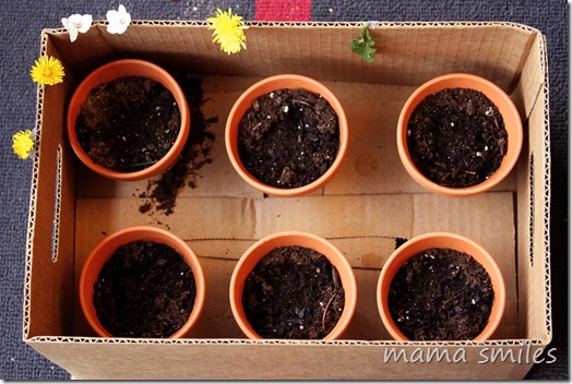 tomato plants