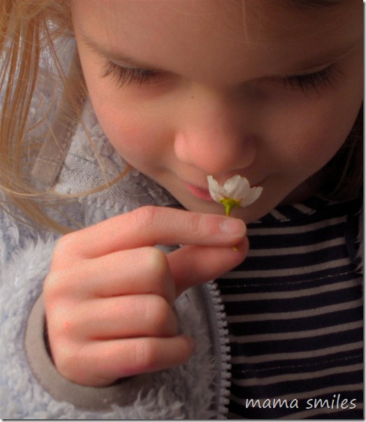 Gathering Spring flowers