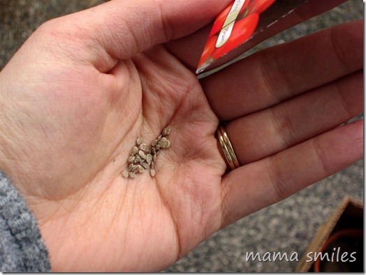 tomato seeds