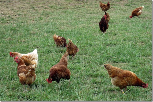 chickens