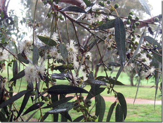 gum leaves