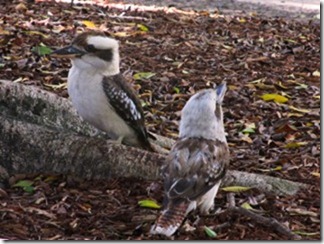 Australian birds