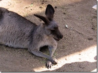Australian kangaroo