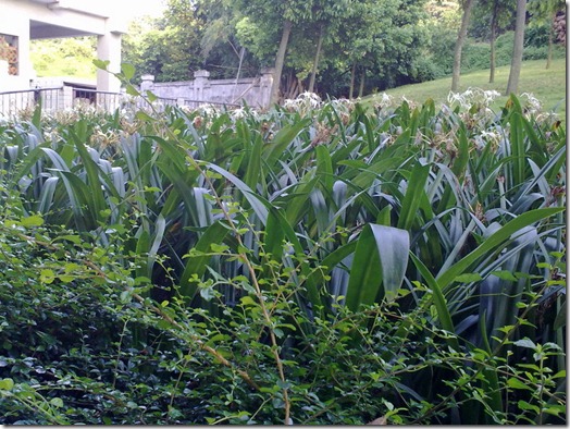 garden in Zhuhai China