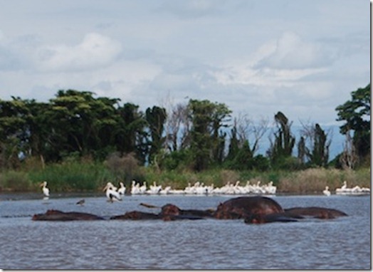 71012Hippos_Ethiopia