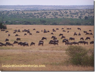Savanna with wildebeests, impala, and thompson's gazelle
