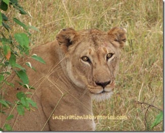 lion