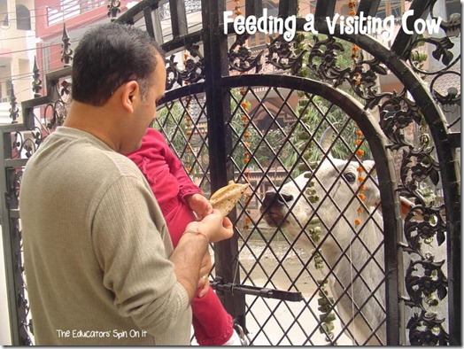 Feeding a cow