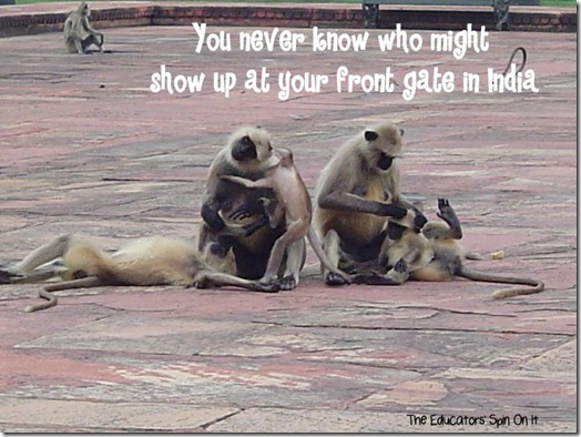 Monkeys in India