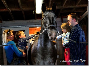Brushing Magic the horse