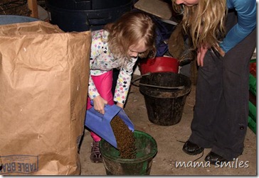 pouring food into buckets for the horses