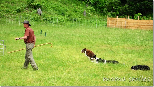 border collies herding sheep with David Kennard of Wellscroft Farm