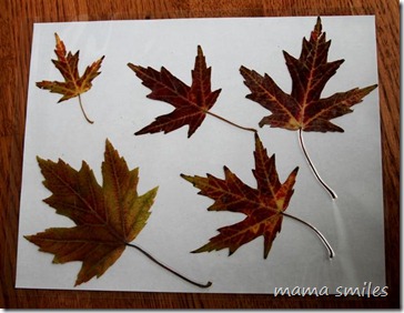 fall leaves from Montreal