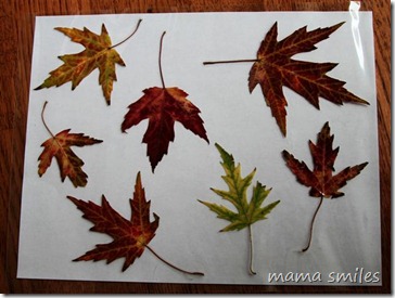 fall leaves from Montreal