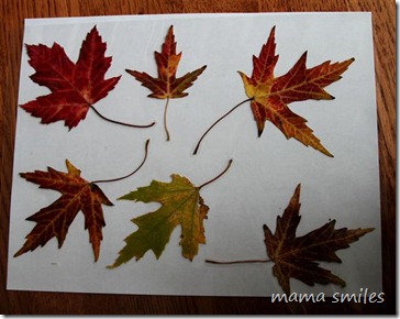 fall leaves from Montreal