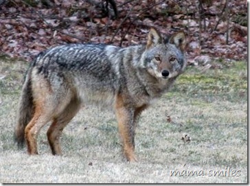 coyote